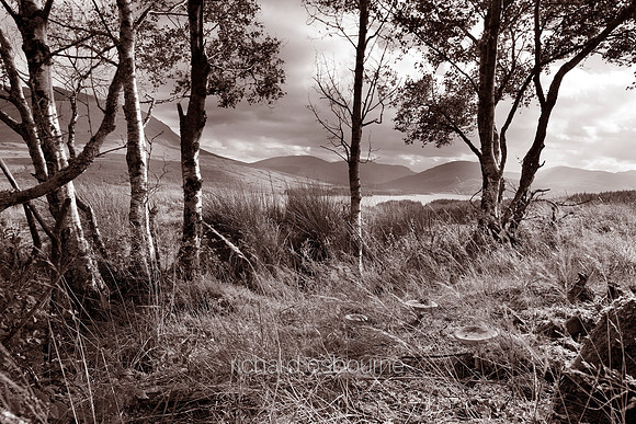 V4BW4  Fairy Glade, Black Mount, Scotland