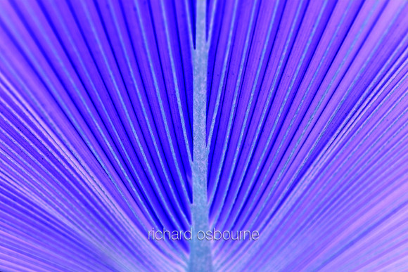 V5A29  Tropical Plant Abstract