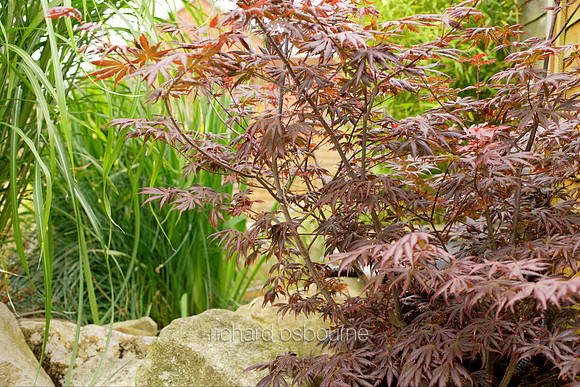 L1G4 Japanese Acer