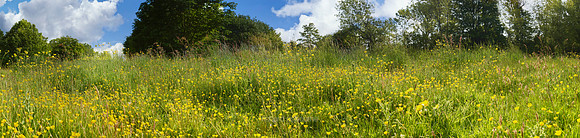 P2L61  Buttercups, Fritton Common, Norfolk, UK