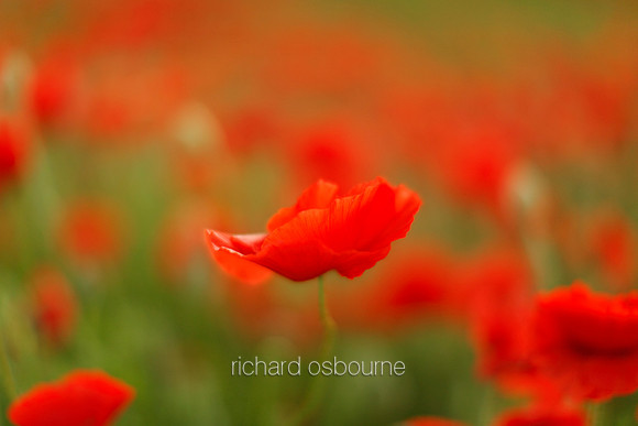 V5W14  Poppies, Norfolk, UK