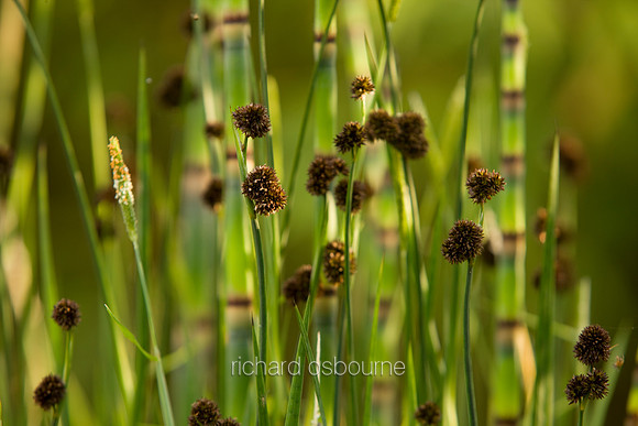 V4D1 Water Plants