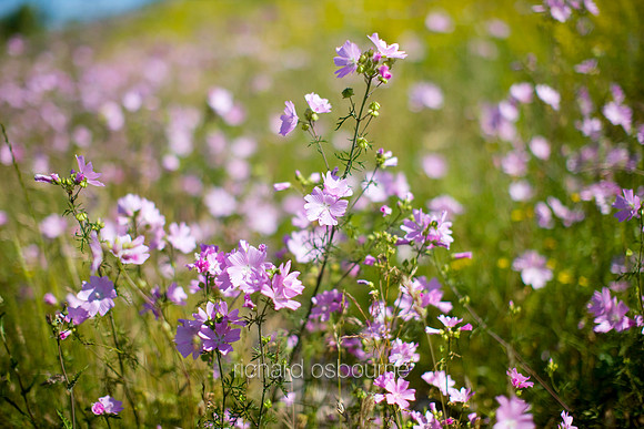 V3W5 Musk Mallow II