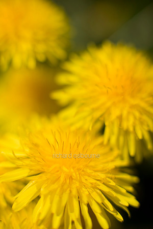 V3W36 Dandelion II