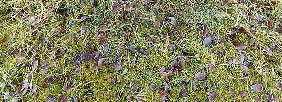 V8N14  NWT Bretts Wood, Norfolk, UK