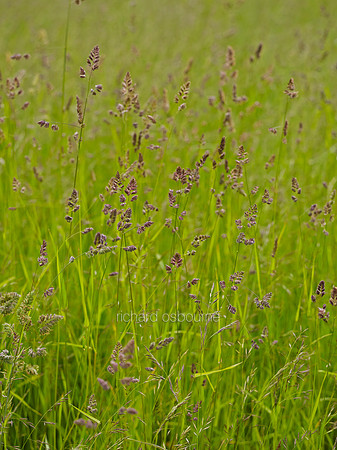 Wild Grasses