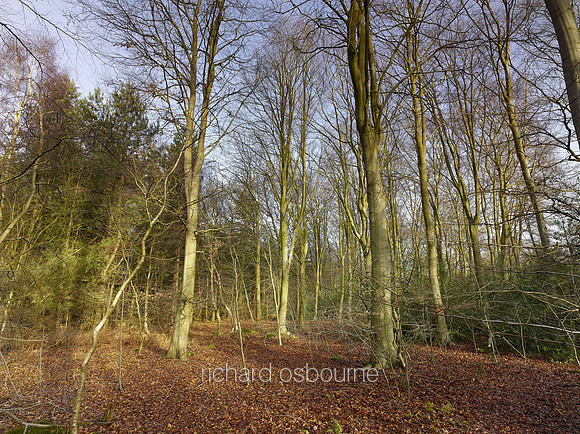 V8N23  NWT Bretts Wood, Norfolk, UK