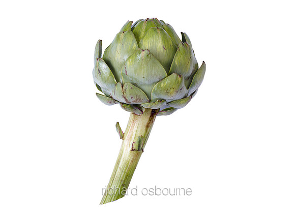 V8FD17  Artichoke