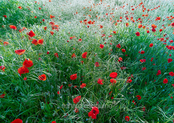 V6W4  Poppies, Tasburgh, Norfolk, UK