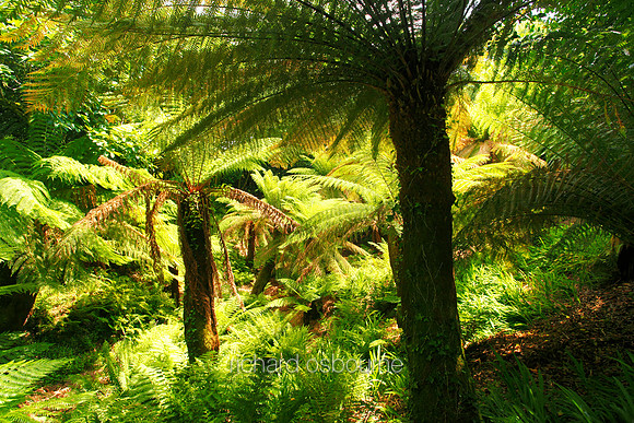 V5G2  Tree Ferns, Trewidden Garden, Penzance, Cornwall, UK