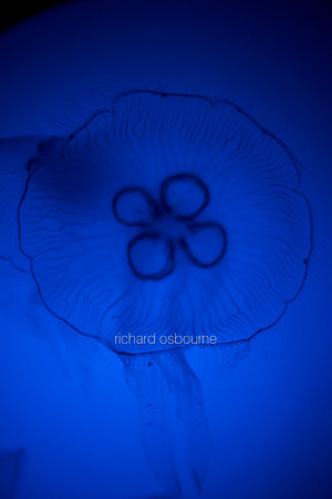 V9AN4  Jellyfish