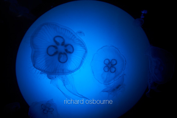 V9AN2  Jellyfish