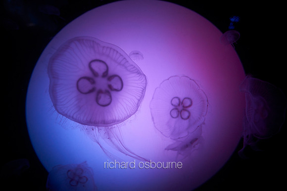 V9AN1  Jellyfish