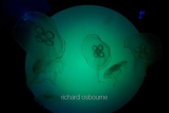 V9AN3  Jellyfish