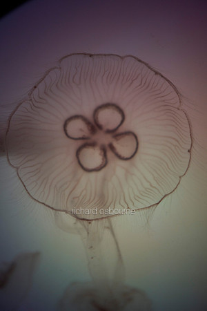 V9AN6  Jellyfish