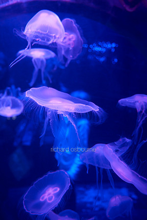 V9AN7  Jellyfish