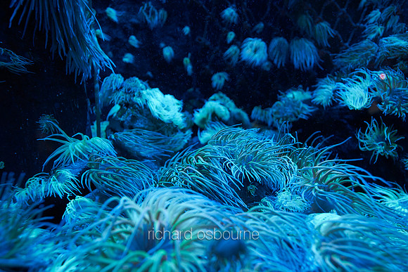 V9AN8  Jellyfish