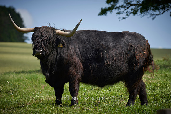 V14AN17  Black Highland Cattle Bull
