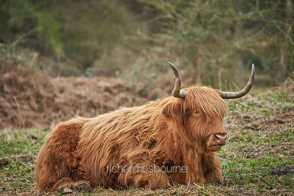 V15AN8  Highland Cattle Bull