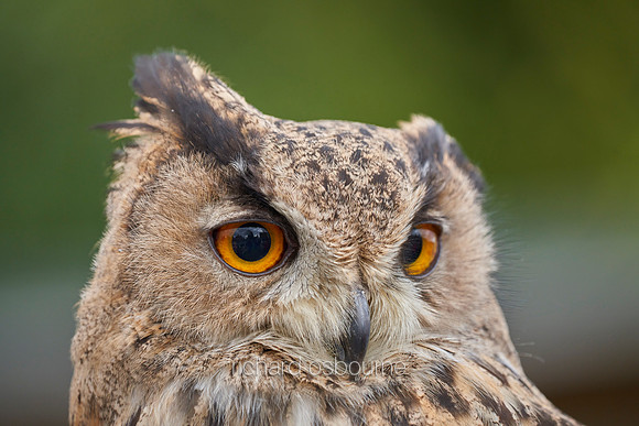 V15AN9  European Eagle Owl