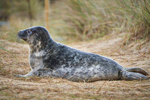 V15AN7  Young Grey Seal, Horsey, Norfolk