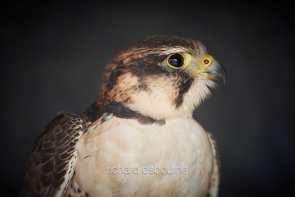 V15AN14  Peregrine Falcon