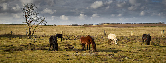 V12AN11  Wild Ponies, Roydon Common, Norfolk