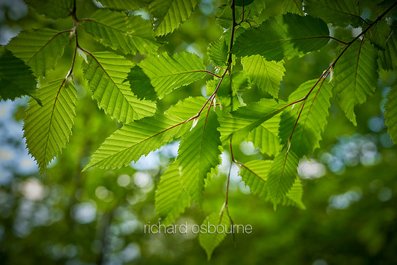 V15BL1  Hornbeam Leaves in Spring