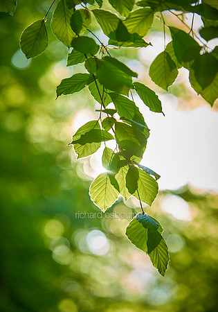 V10BL7  Beech Leaves in Spring