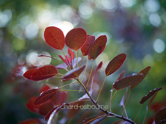 V9BL8  Red Smoke Tree Or Cotinus Coggyria Royal Purple