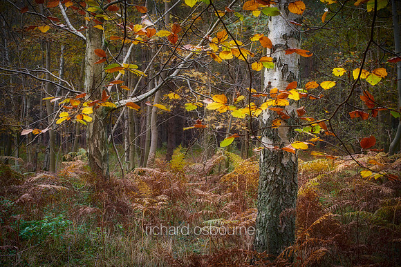 V10BL6  Silver Birch Trees in Autumn