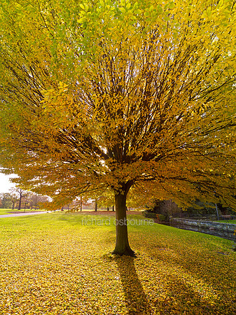 V7F41  Autumn, Wythenshawe Park, Manchester, UK
