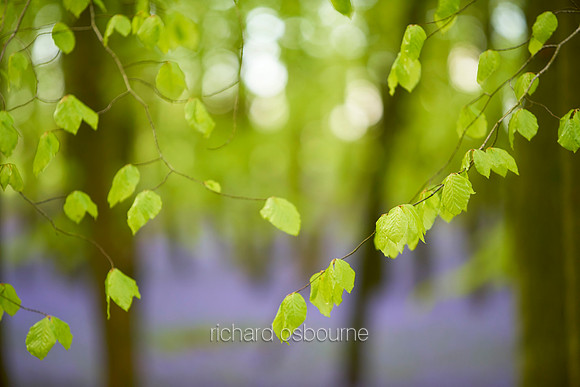 V12D4  Spring Beech Leaves