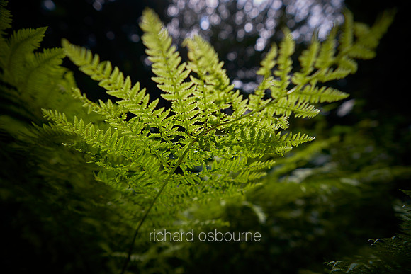 V14D2  Bracken Fronds