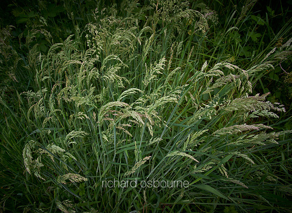 V11D4  Wild Grasses