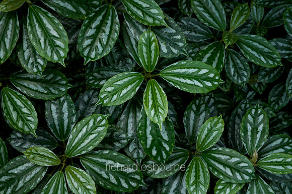 V12D6  Pilea cadierei Tropical Plant