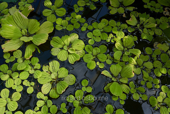 V12D22  Exotic Water Plants