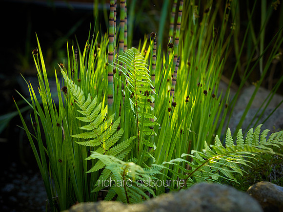 V9D13  Fern and Horsetails