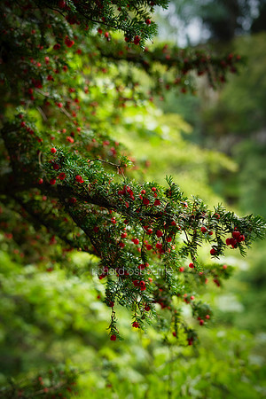 V12D15  Yew Tree and Berries