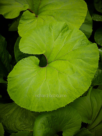 V9D12  Common Butterbur - Petasites hybridus
