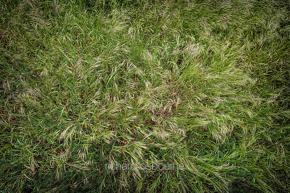 V14D5  Wild Grasses
