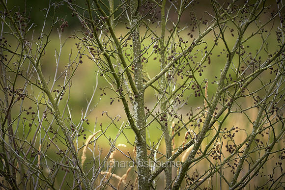 V12D16  Young Alder Trees and Cones