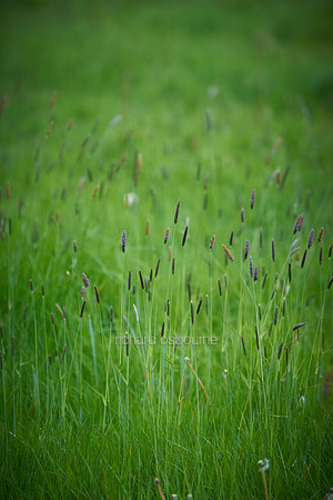 V11D6  Wild Grasses