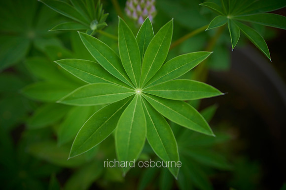 V12D18  Lupin Leaves