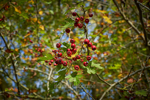 V12D17  Hawthorn Berries