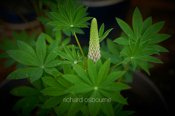 V12D19  Lupins