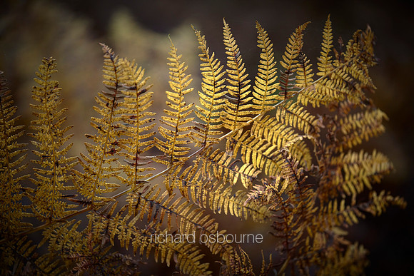 V12D21  Bracken in Autumn