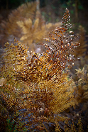 V12D20  Bracken in Autumn