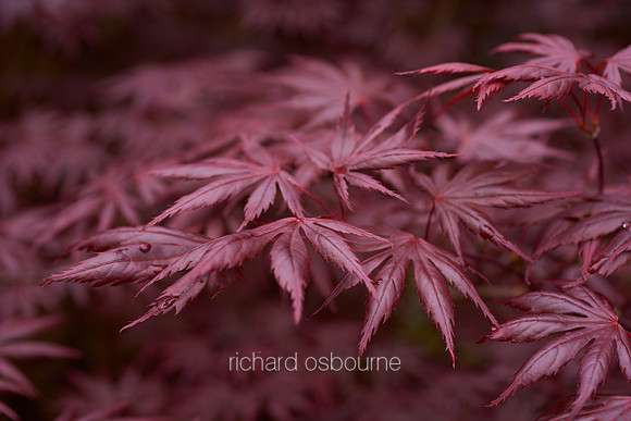 V10D28  Acer Leaves