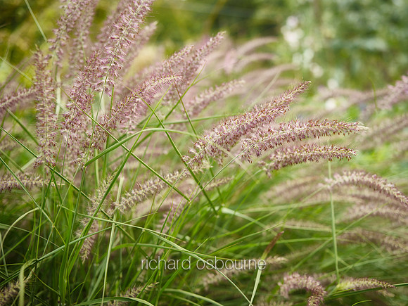 V9D11  Wild Grasses